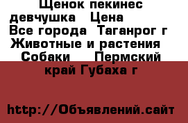 Щенок пекинес девчушка › Цена ­ 2 500 - Все города, Таганрог г. Животные и растения » Собаки   . Пермский край,Губаха г.